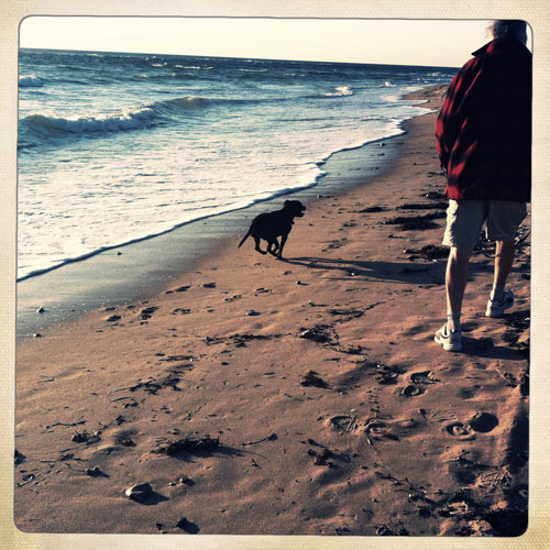 Man and dog walking along beach